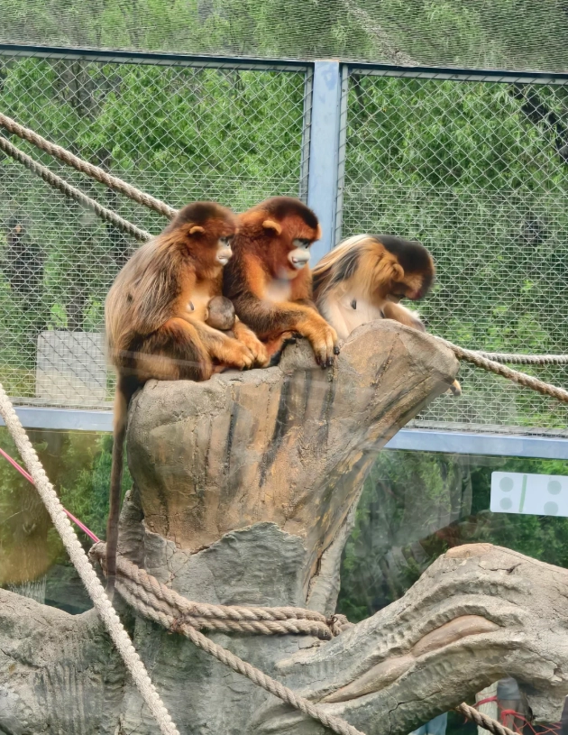 Dalian Forest Zoo weather by month