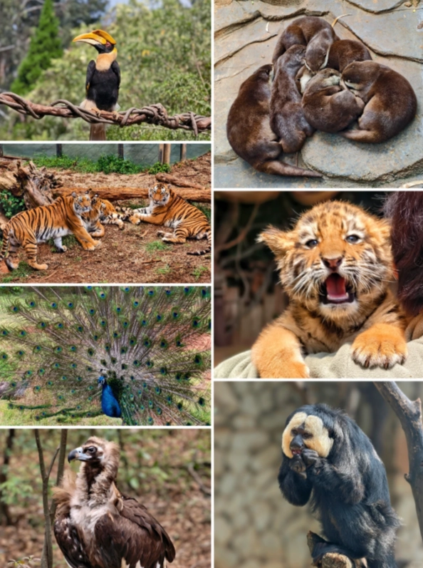 Kunming wildlife park admission Kunming wildlife park admission