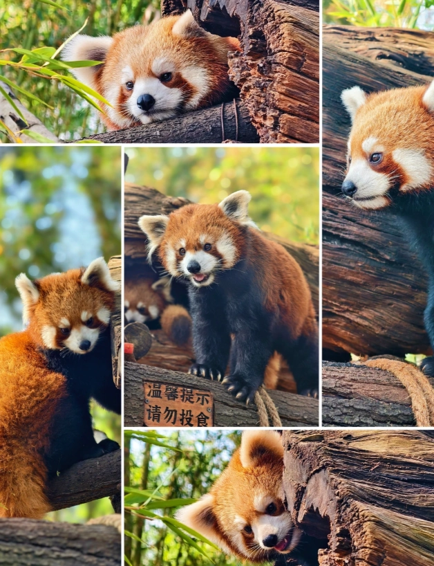 Yunnan Wildlife Park pros and cons Yunnan Wildlife Park pros and cons