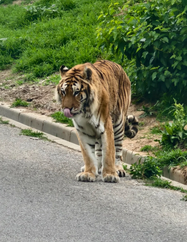 Dalian Forest Zoo ticket price
