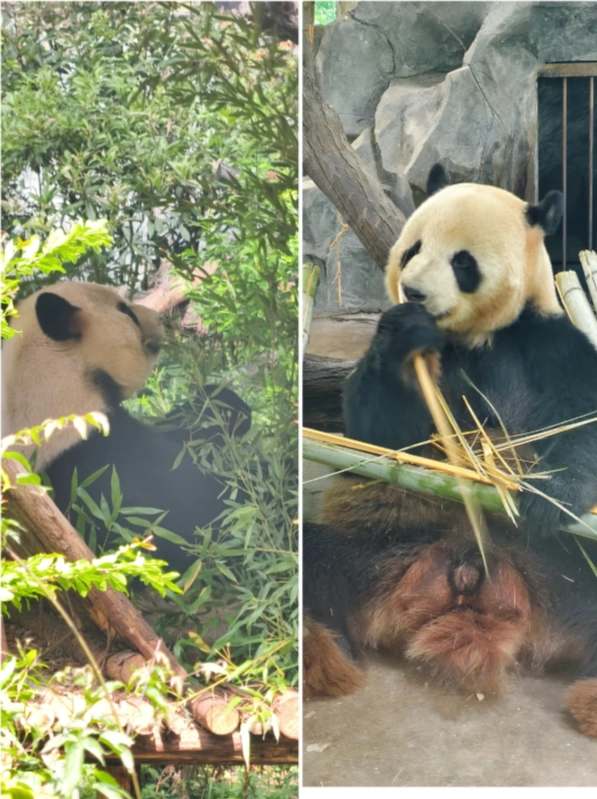Yunnan Wildlife Park opening hours Yunnan Wildlife Park opening hours