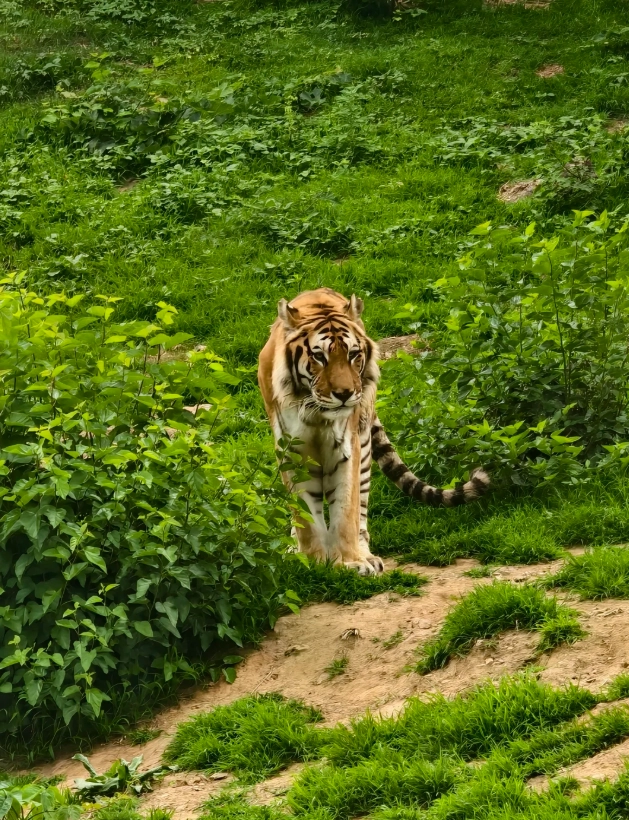 Dalian Forest Zoo how to get there