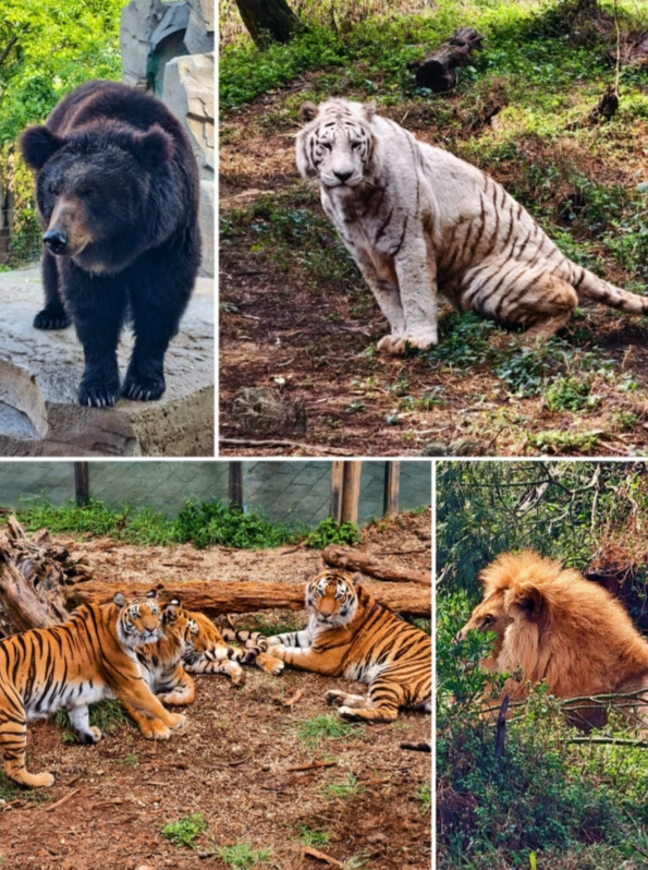 Kunming wildlife park admission Kunming wildlife park admission
