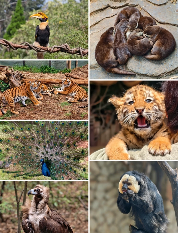 Kunming Wildlife Park worth visiting Kunming Wildlife Park worth visiting