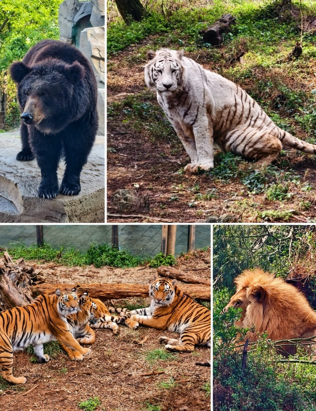 Yunnan Wildlife Park animals Yunnan Wildlife Park animals