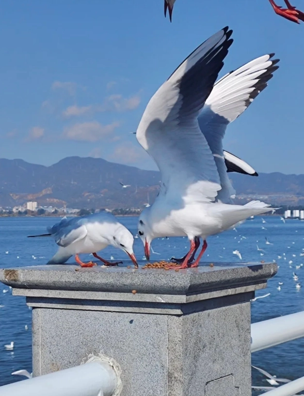 Dianchi Lake ticket prices Dianchi Lake ticket prices