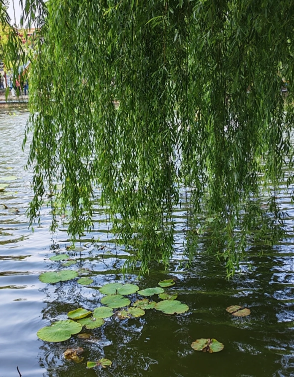 Green Lake Park review Green Lake Park review