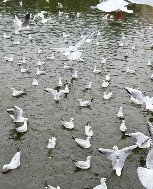 best time to see seagulls Kunming best time to see seagulls Kunming