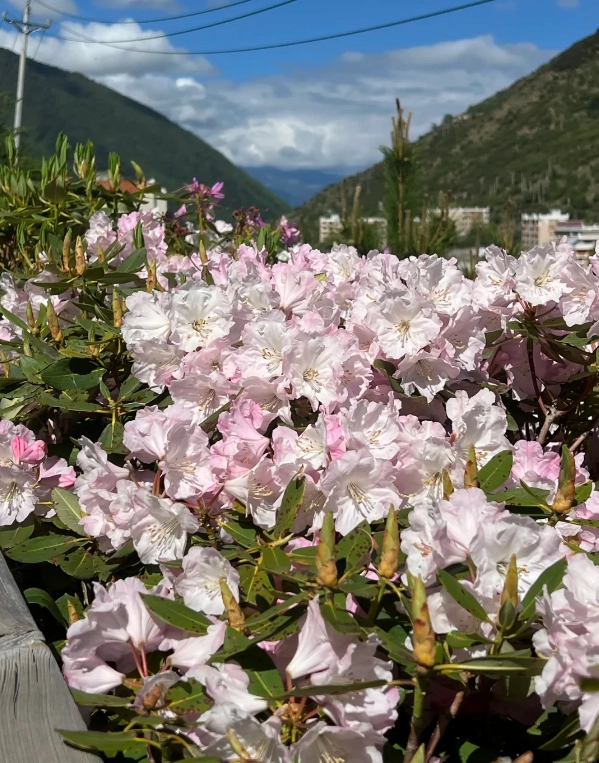 Four Sisters Mountain best season