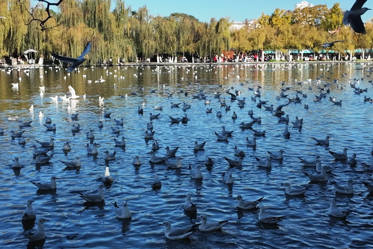 feeding seagulls Green Lake feeding seagulls Green Lake