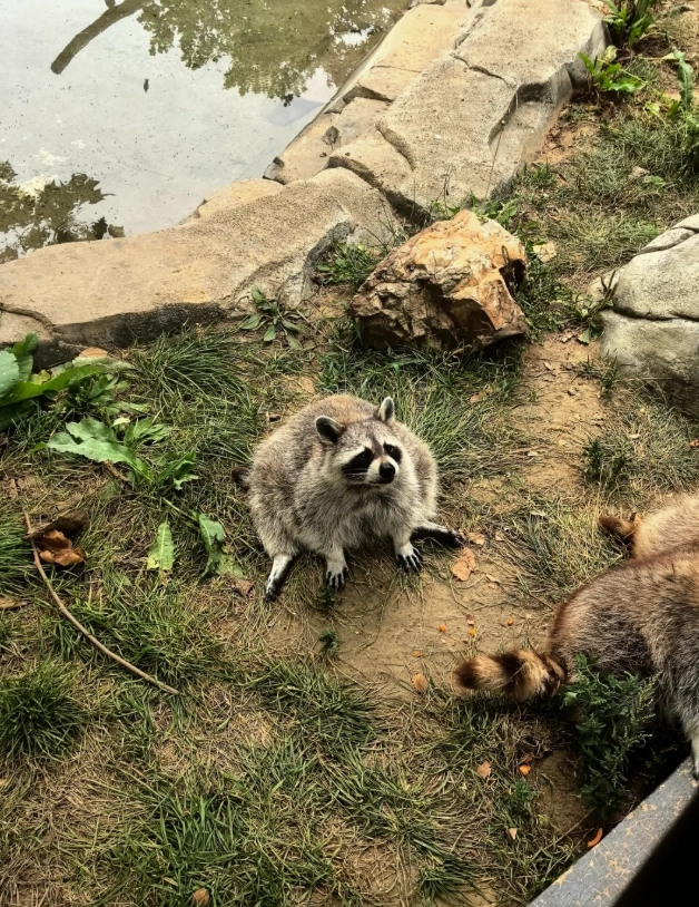 Dalian Forest Zoo Walking Route: Avoid Crowds & Save Time