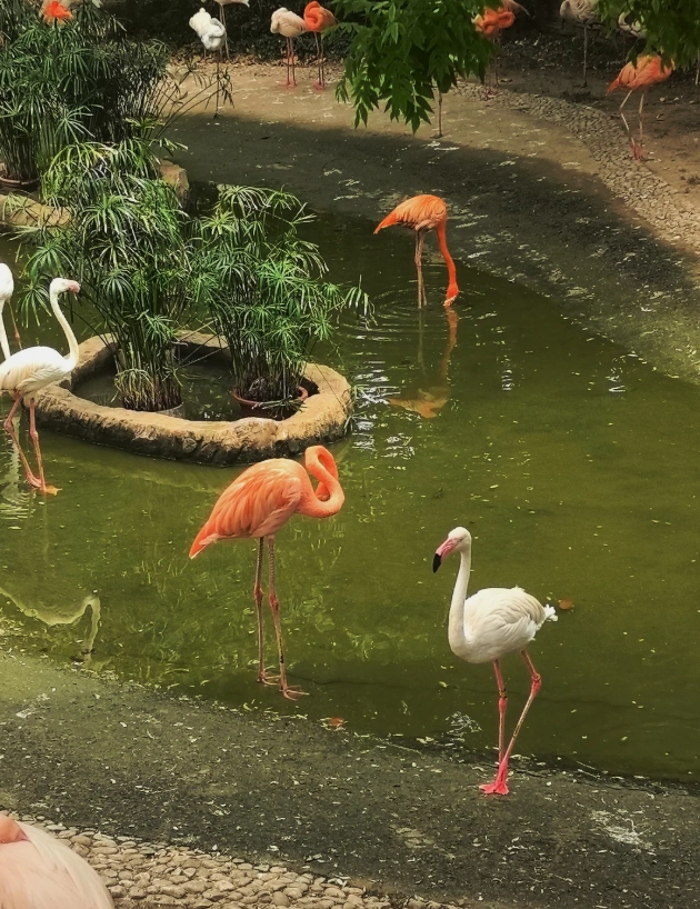 how to walk Dalian Forest Zoo how to walk Dalian Forest Zoo