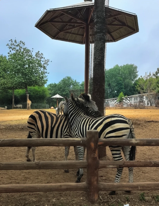 Dalian Forest Zoo tips Dalian Forest Zoo tips