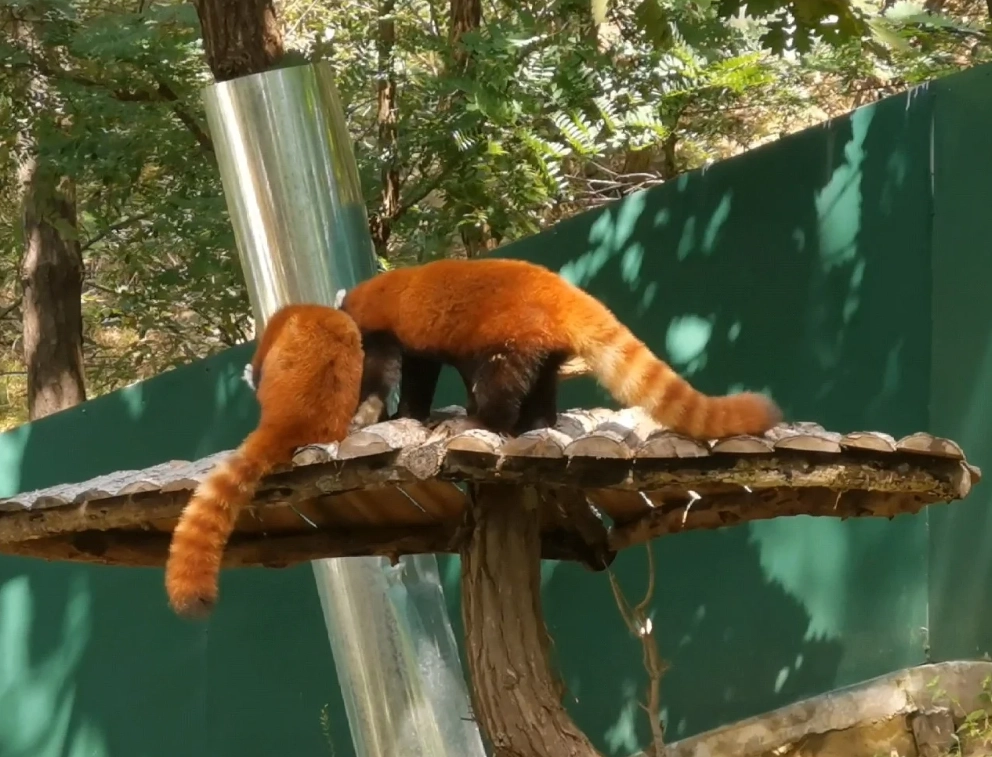 Dalian zoo tickets Dalian zoo tickets