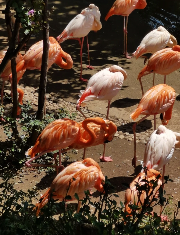 Dalian zoo tickets Dalian zoo tickets