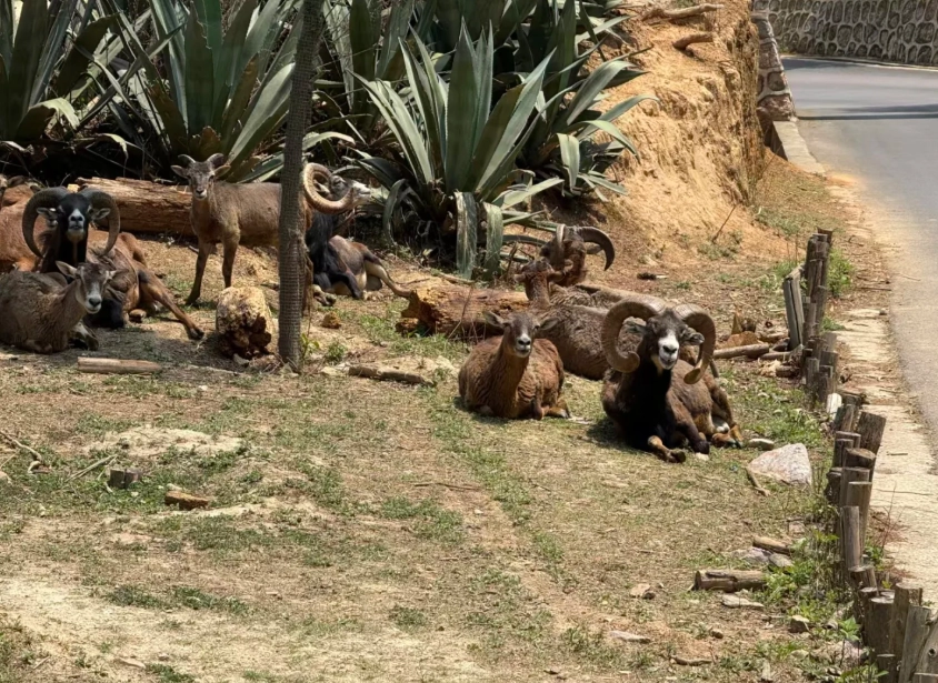 Yunnan Wildlife Park tickets Yunnan Wildlife Park tickets