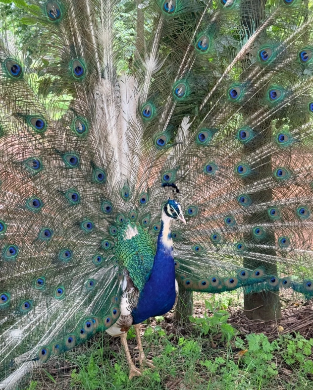 Yunnan Wildlife Park Guided Tour: Tips from a Local Guide