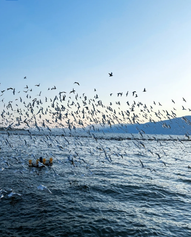 Kunming seagulls Kunming seagulls