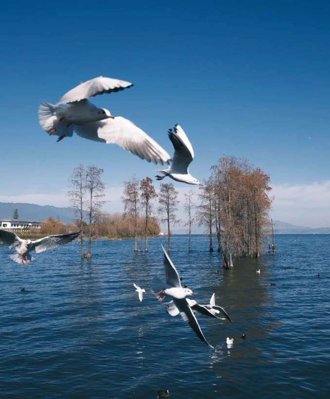 when to go to Erhai Lake