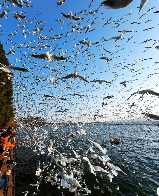 Haigang Dam seagulls Haigang Dam seagulls