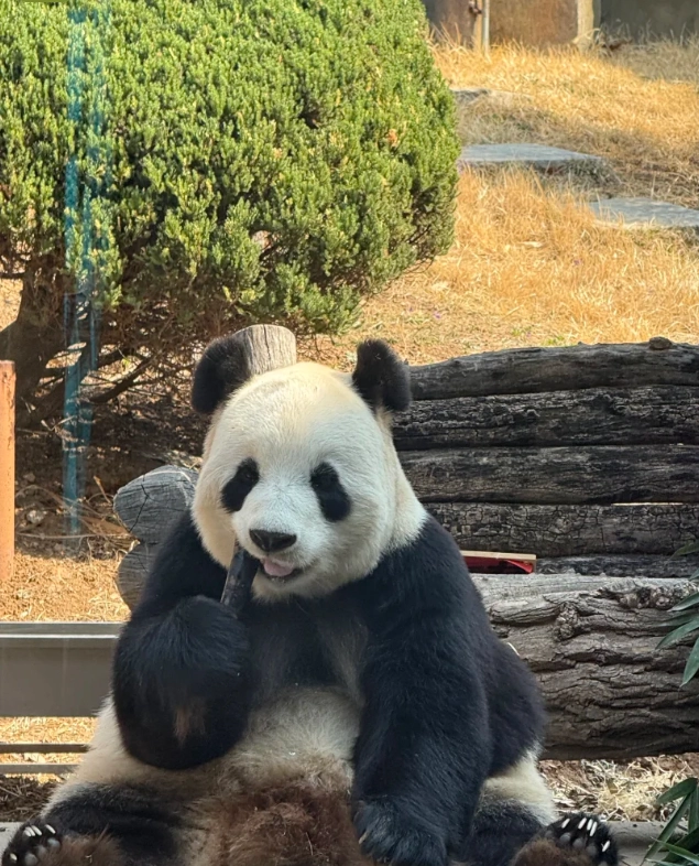 panda enclosure Dalian panda enclosure Dalian