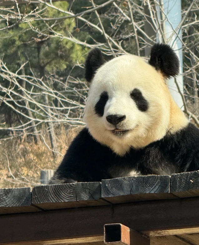 Dalian panda viewing Dalian panda viewing