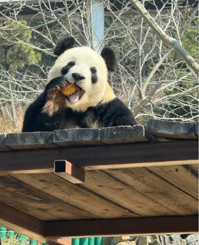 how to visit Dalian Forest Zoo how to visit Dalian Forest Zoo