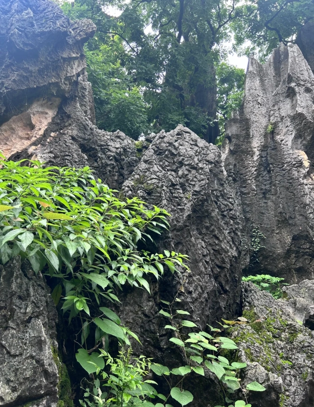 how to visit Stone Forest how to visit Stone Forest