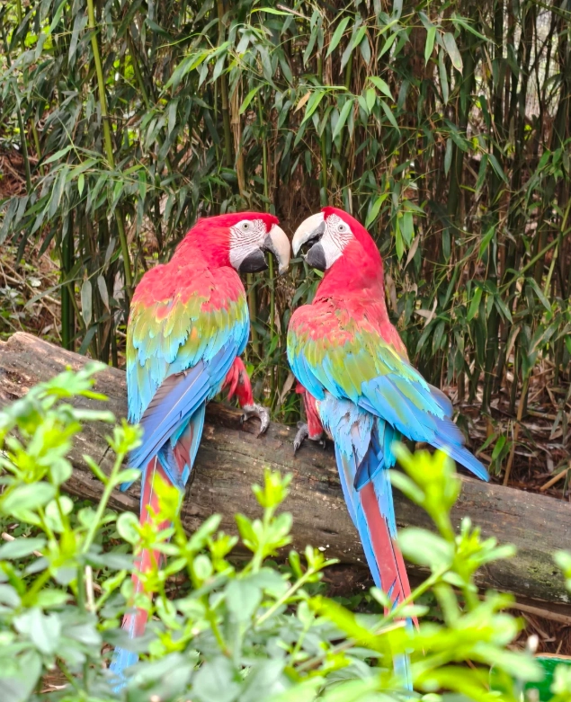 Yunnan Wildlife Park tips Yunnan Wildlife Park tips