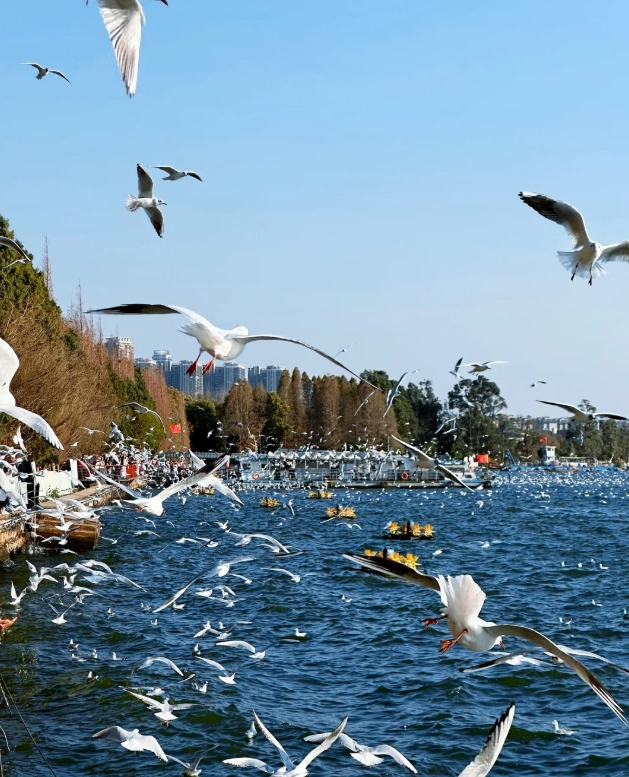 where to see seagulls in Kunming where to see seagulls in Kunming