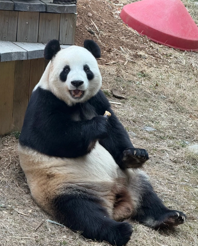 Dalian panda viewing Dalian panda viewing