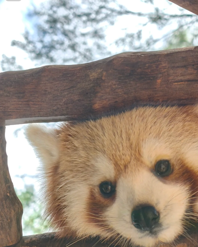 Yunnan Wildlife Park tickets Yunnan Wildlife Park tickets