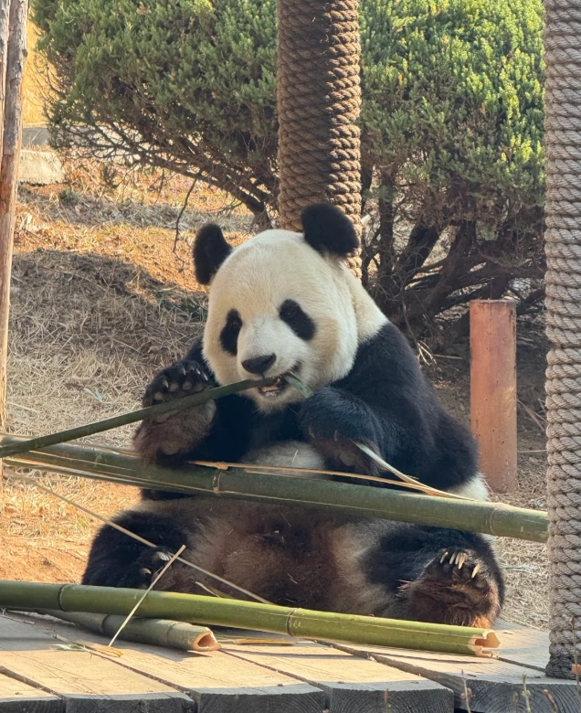 Dalian Forest Zoo tickets Dalian Forest Zoo tickets