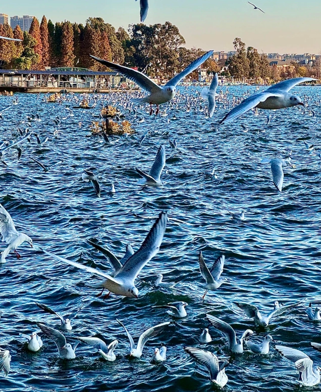 dianchi lake kunming dianchi lake kunming