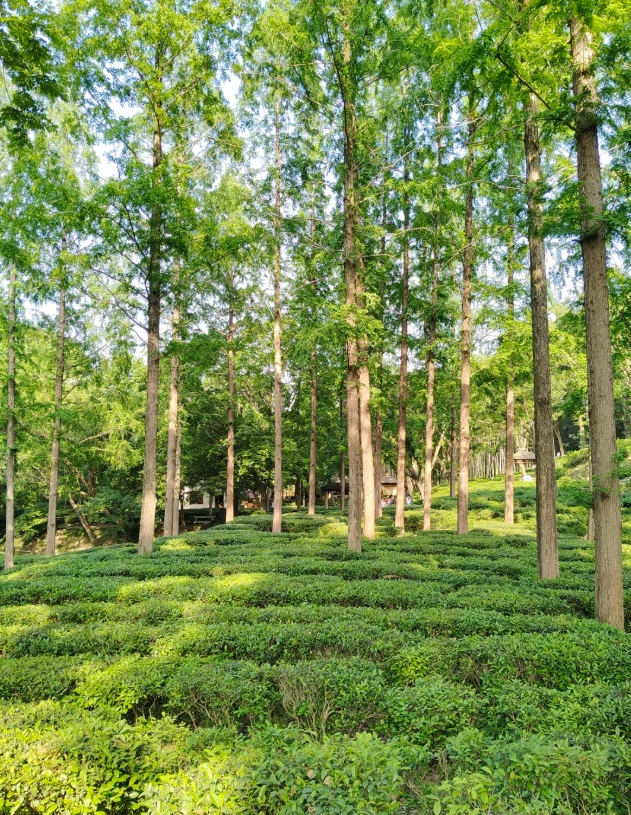 Suzhou Tiger Hill guided tour