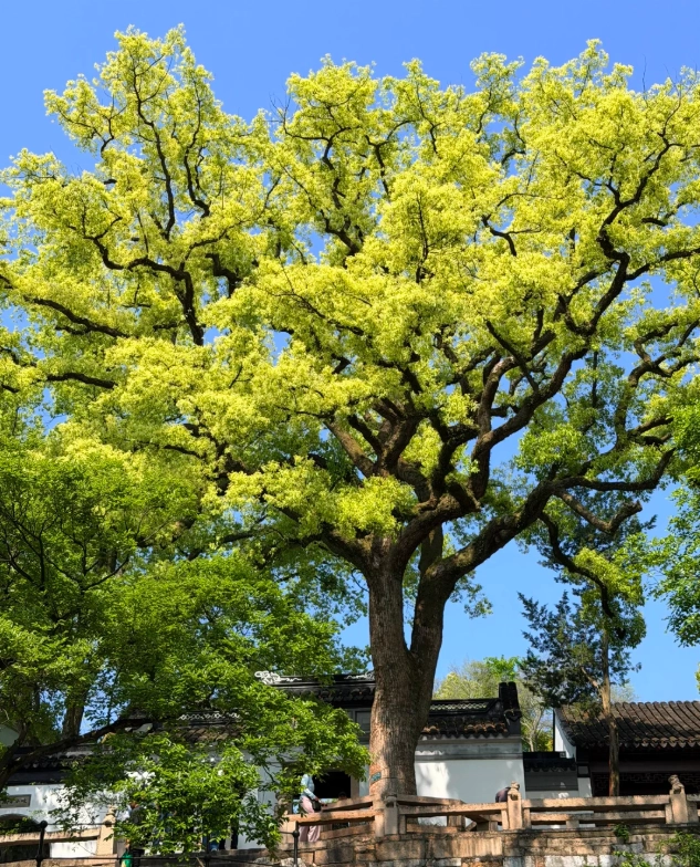 Suzhou Tiger Hill guide