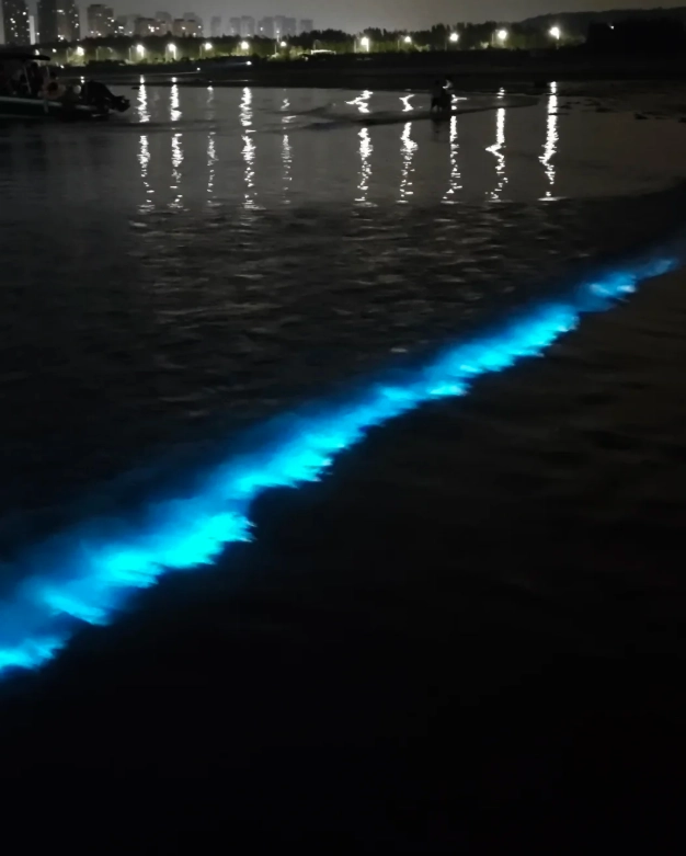 pingtan island bioluminescent plankton pingtan island bioluminescent plankton