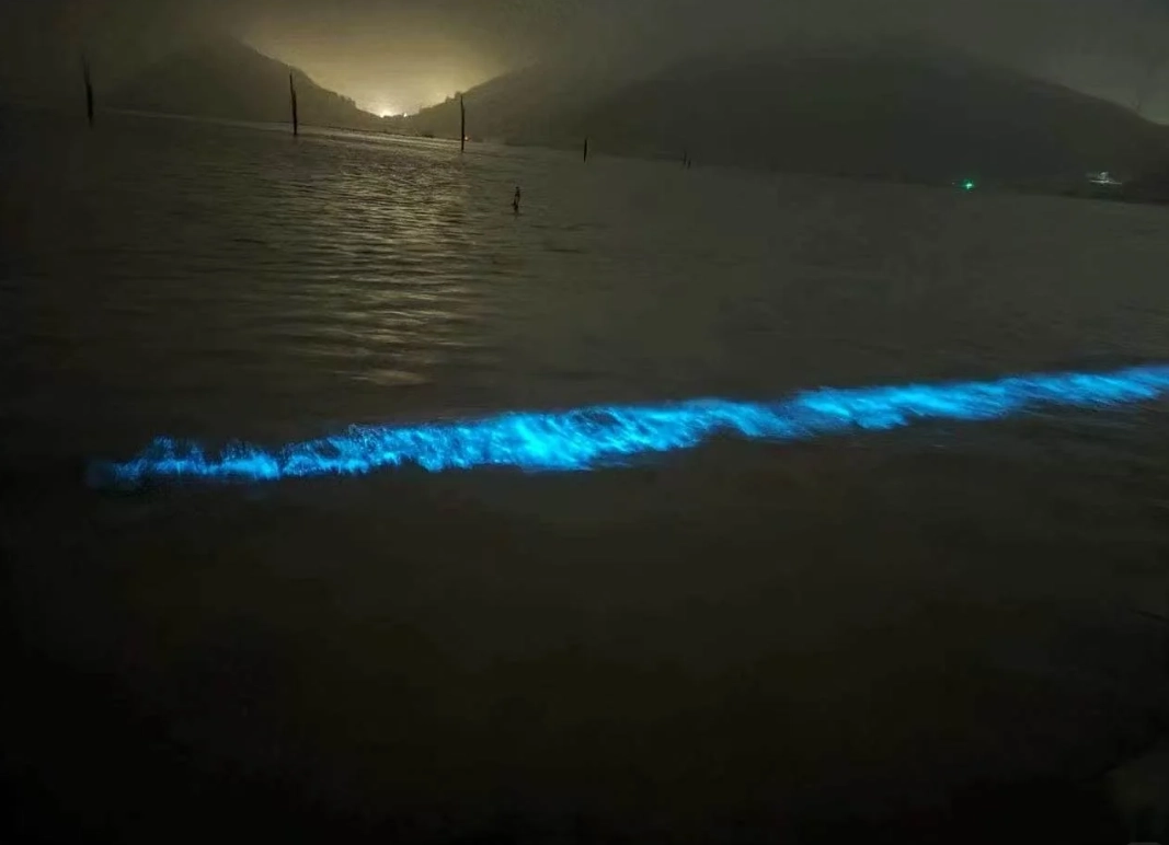 Pingtan Island bioluminescence