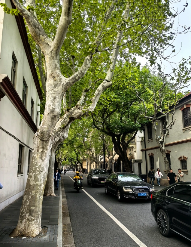 wukang road shanghai autumn wukang road shanghai autumn