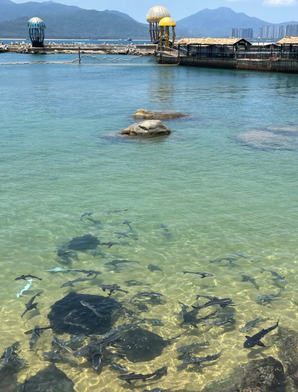 Wuzhizhou diving booking