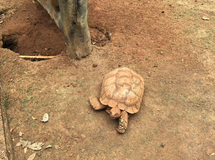 Hainan zoo tips