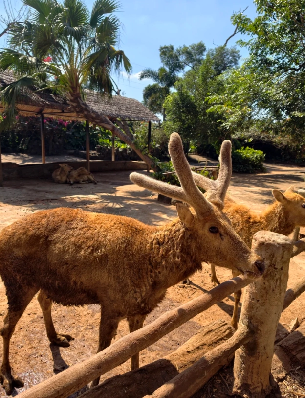 Hainan Tropical Wildlife Park hours