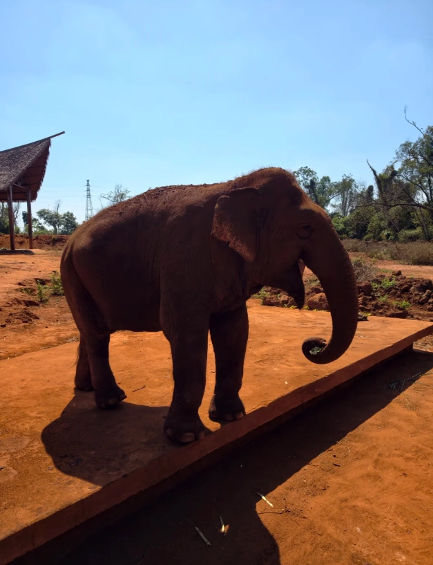 Hainan wildlife park tips