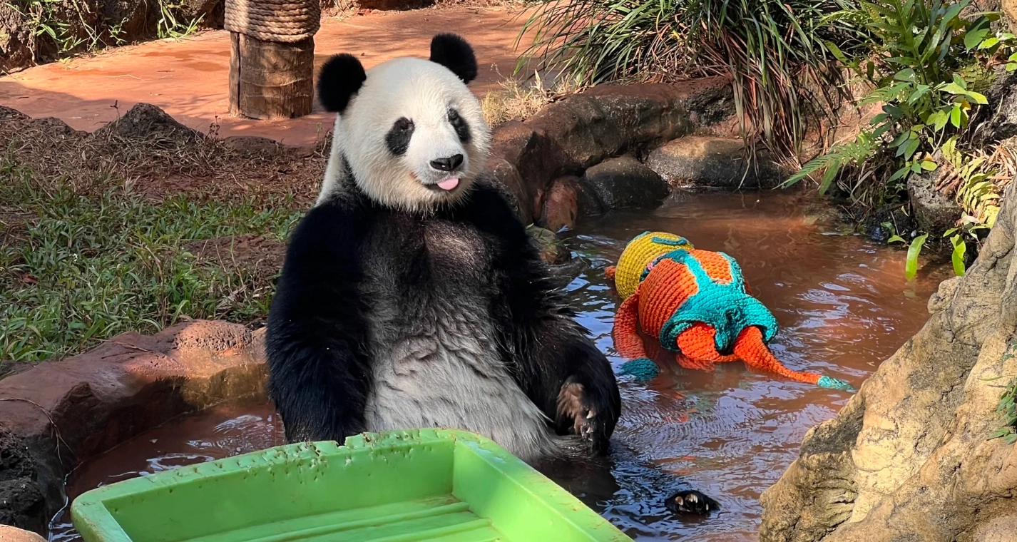 Hainan Tropical Wildlife Park Panda Enclosure: Tips for Foreign Visitors