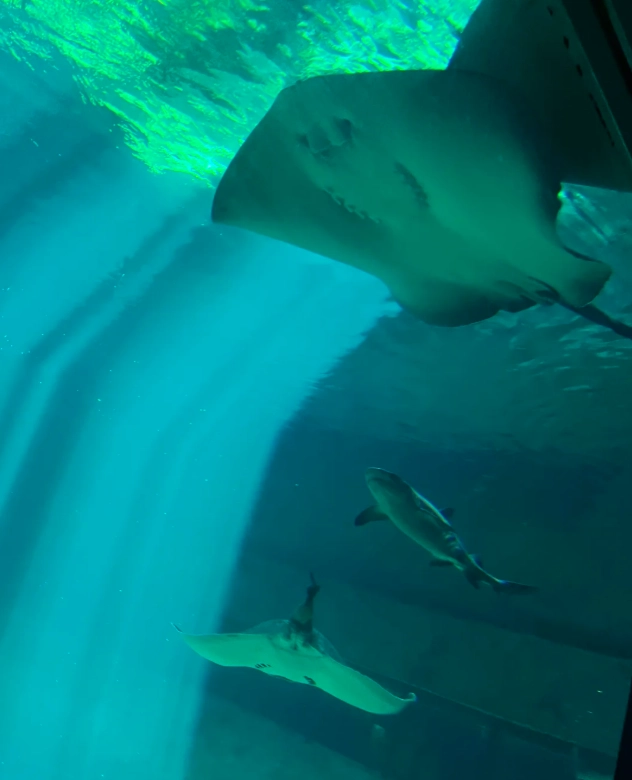 Ocean Park Hong Kong attractions