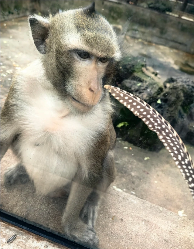 self-drive to Hainan Tropical Wildlife Park