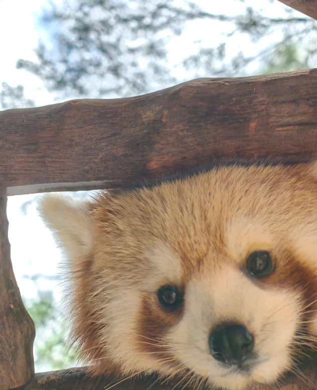 How Long to Spend at Hainan Tropical Wildlife Park: Insider's Timing Tips
