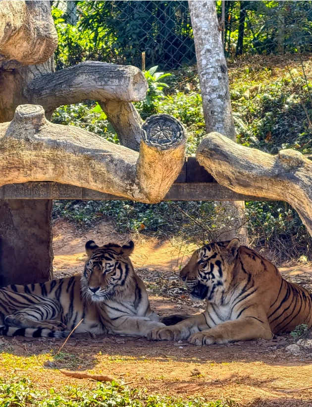 when to visit hainan zoo
