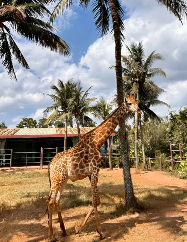 Haikou zoo guide Haikou zoo guide