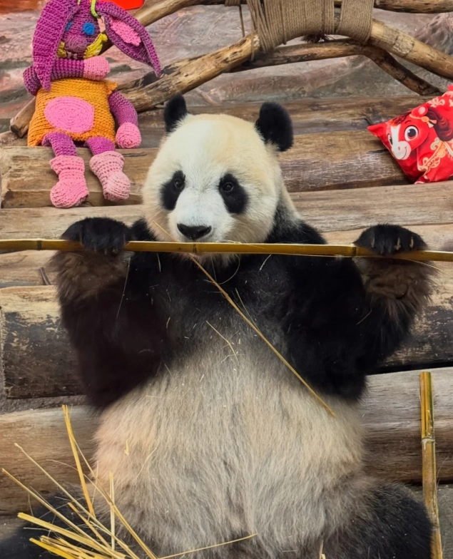 Hainan animal park Hainan animal park